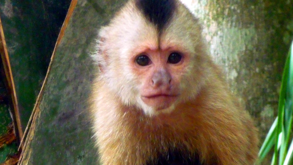 Caracas Zoologico 045